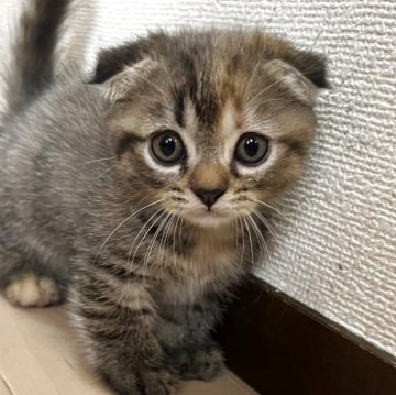マンチカン(短足)【静岡県・女の子・2025年5月30日・ブラウンタビー】の写真「短足です」