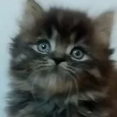 マンチカン(短足)