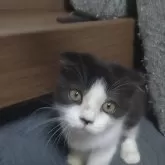 マンチカン(長足)【静岡県・男の子・2025年5月4日・ブラック&ホワイト】の写真2