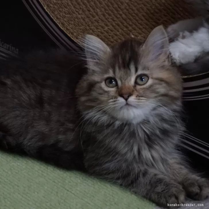 ID:2404-00539の子猫