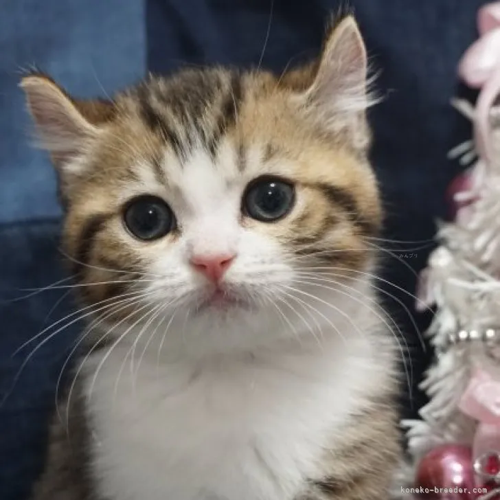 マコ 様のお迎えした子猫