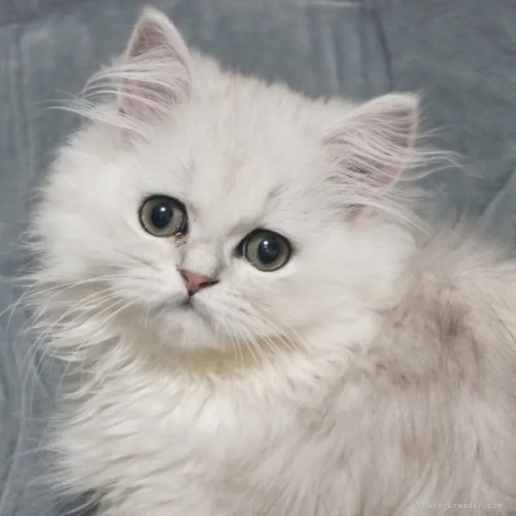 ID:2306-00263の子猫
