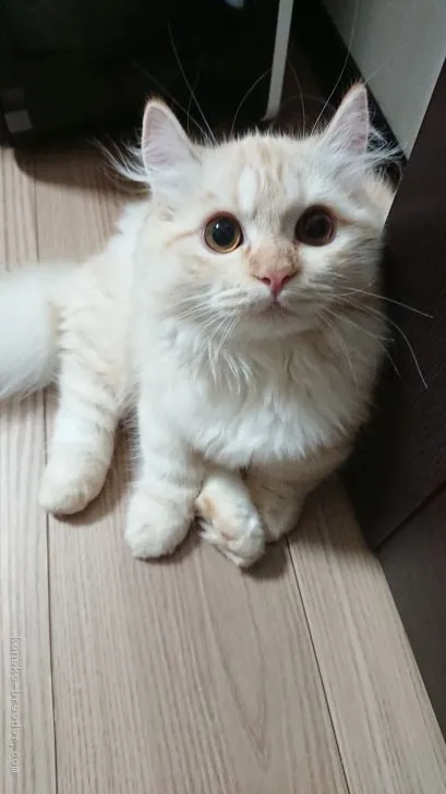 ID：1707-00349の子猫