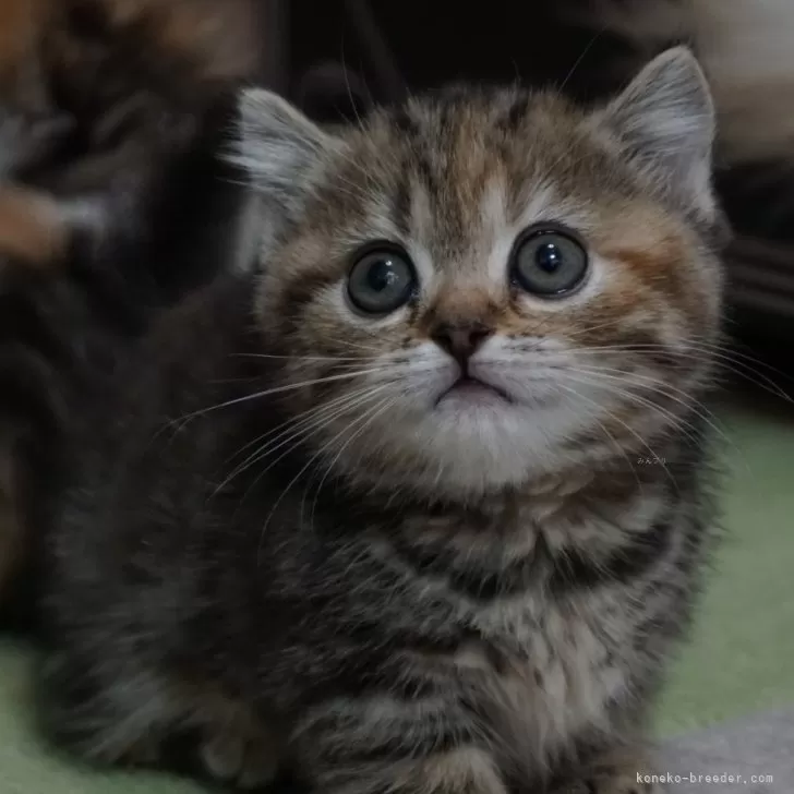 ID:2404-03375の子猫