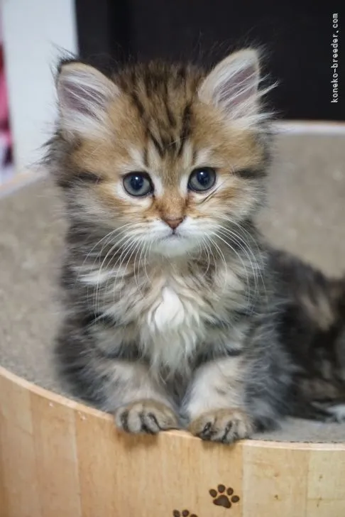 ID:2203-00391の子猫