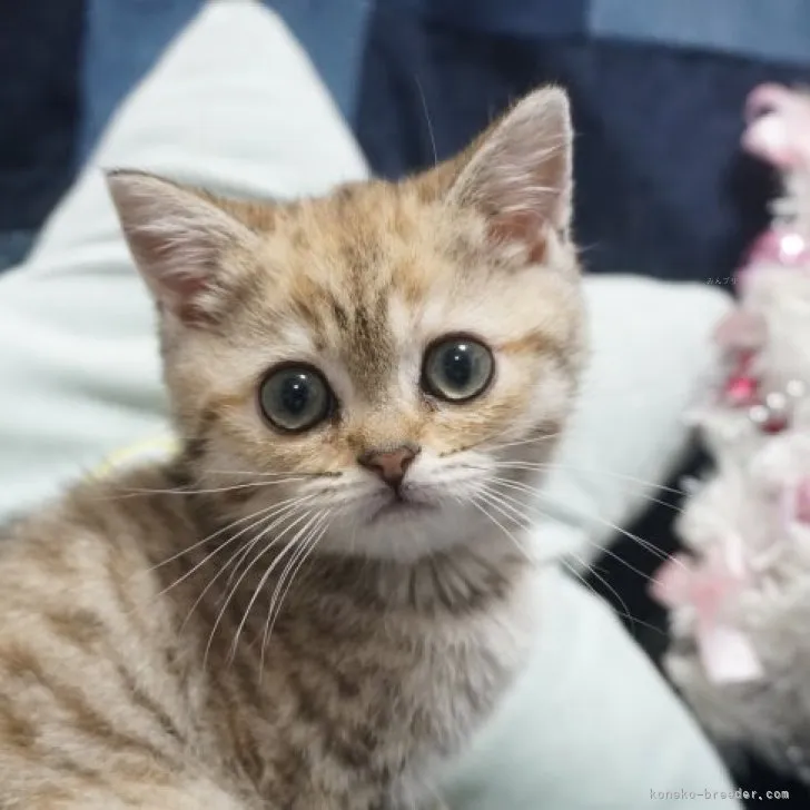ID:2312-00057の子猫