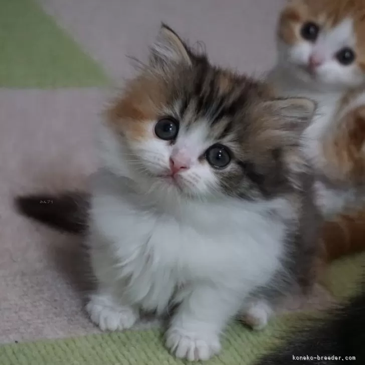 ID：2404-03376の子猫