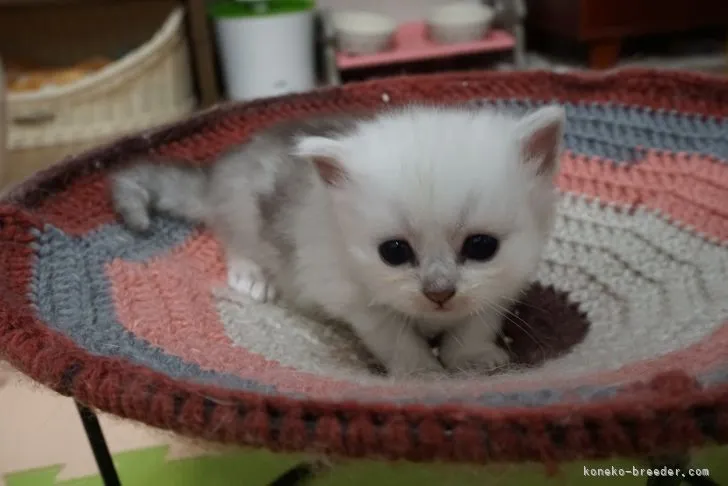 チロ 様のお迎えした子猫