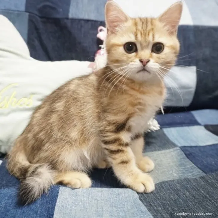 ID:2309-03187の子猫