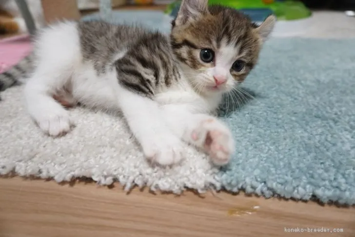 ID:2005-01050の子猫
