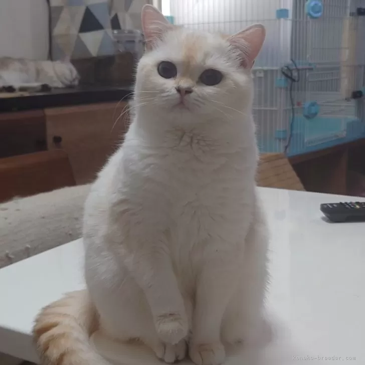 ID：2303-02729の子猫