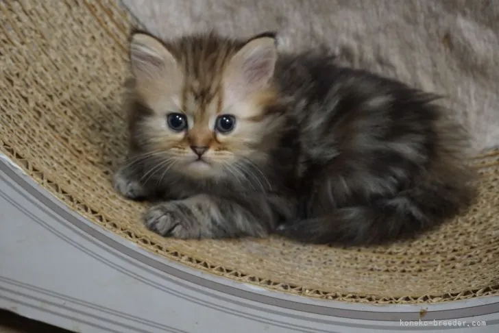 おりょう 様のお迎えした子猫