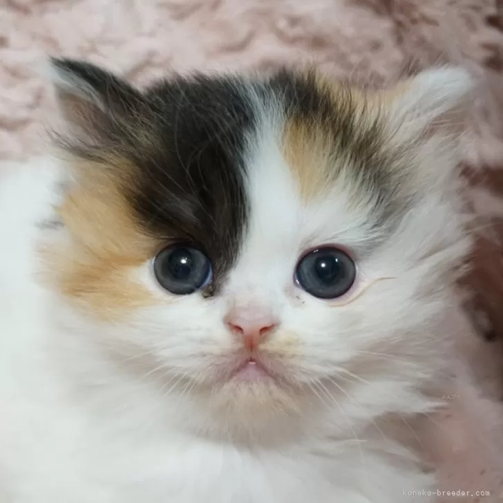 ID:2405-03288の子猫