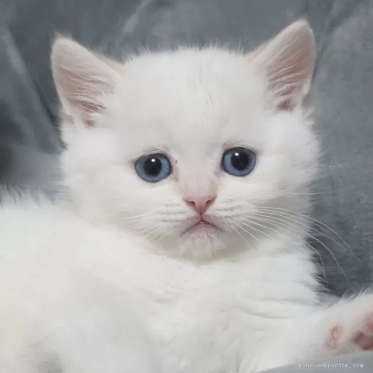 ID:2401-01207の子猫
