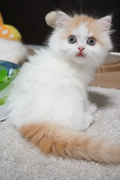 ID：2005-01055の子猫