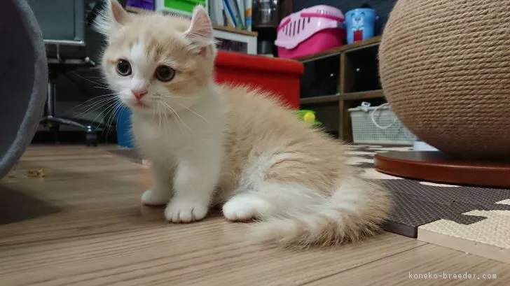 ID:1707-00757の子猫