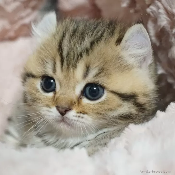ID：2405-03291の子猫
