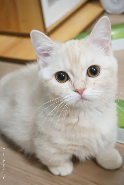 ID:2103-00472の子猫
