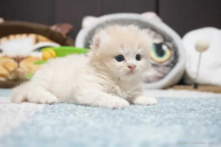 ID:2001-00996の子猫