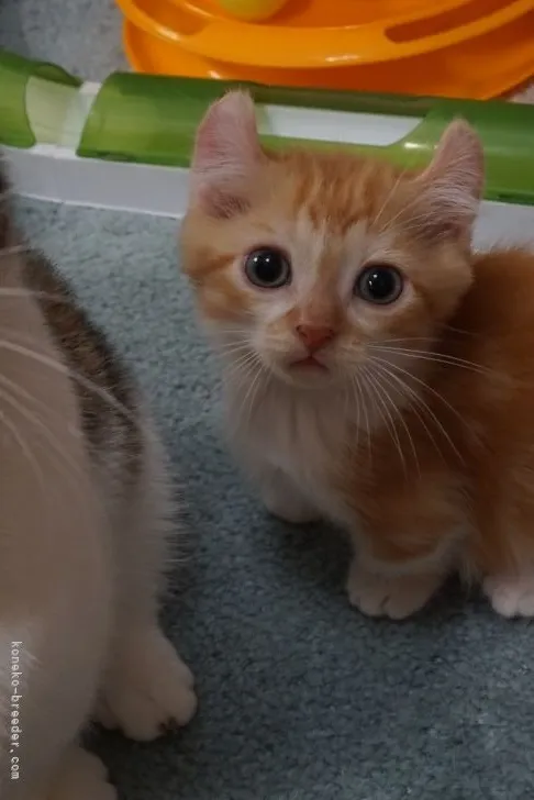 ID：2112-01926の子猫