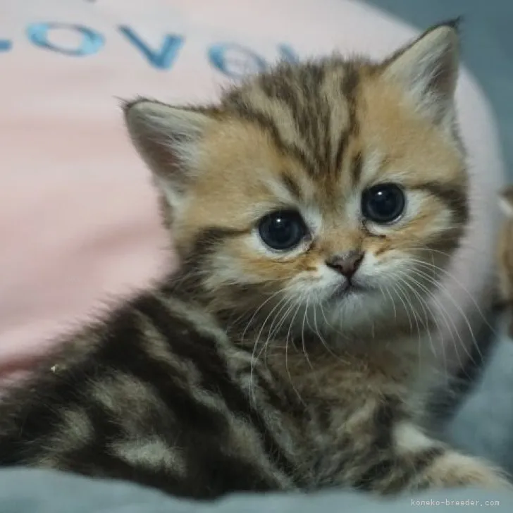 ID:2309-03186の子猫