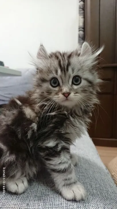 ID:1803-00716の子猫