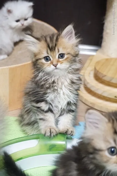 ID：2203-00389の子猫