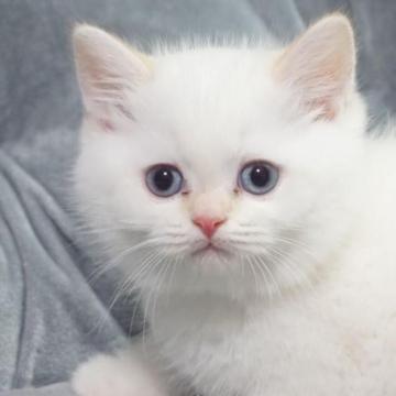 マンチカン(長足)【熊本県・男の子・2022年12月24日・クリームポイント（ショートヘアー）】の写真「なつっこいのお坊っちゃん🤗」