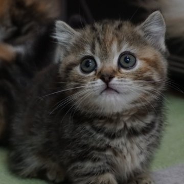 マンチカン(短足)【熊本県・女の子・2024年3月3日・ブラウンパッチドタビー（ショートヘアー）】の写真「きれいなカラーのお嬢さん🥰」