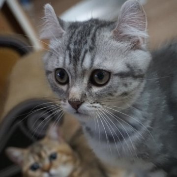 マンチカン(長足)【熊本県・男の子・2024年2月2日・ブルークラシックタビー（ショートヘアー）】の写真「キレイなカラーのお坊っちゃん🥰」