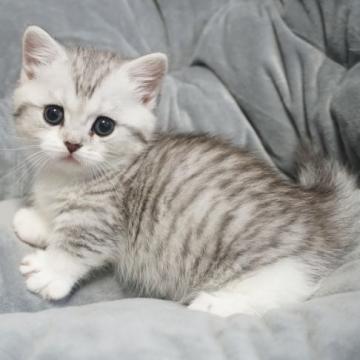 ミヌエット(短足)【熊本県・男の子・2022年10月15日・シルバータビー&ホワイト（ショートヘアー）】の写真「元気な短足の男の子🤗」