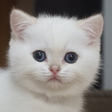 ブリティッシュショートヘア【熊本県・男の子・2023年1月31日・ゴールデンポイント（ショートヘアー）】の写真「元気なのお坊っちゃん🥰」