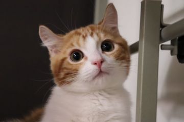 マンチカン(短足)【熊本県・男の子・2018年10月12日・レッドクラシックタビー&ホワイト（ショートヘア）】の写真「お目目がくるくるのイケにゃんくん(*^^*)」