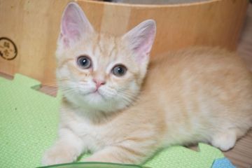 ミヌエット【熊本県・男の子・2021年11月24日・レッドタビー（ショートヘア）】の写真「鍵しっぽのマイペースな短足のおぼっちゃん🥰」