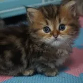 ミヌエット(短足)【熊本県・男の子・2022年4月24日・ブラウンタビー】の写真1「2023/06/02 撮影」