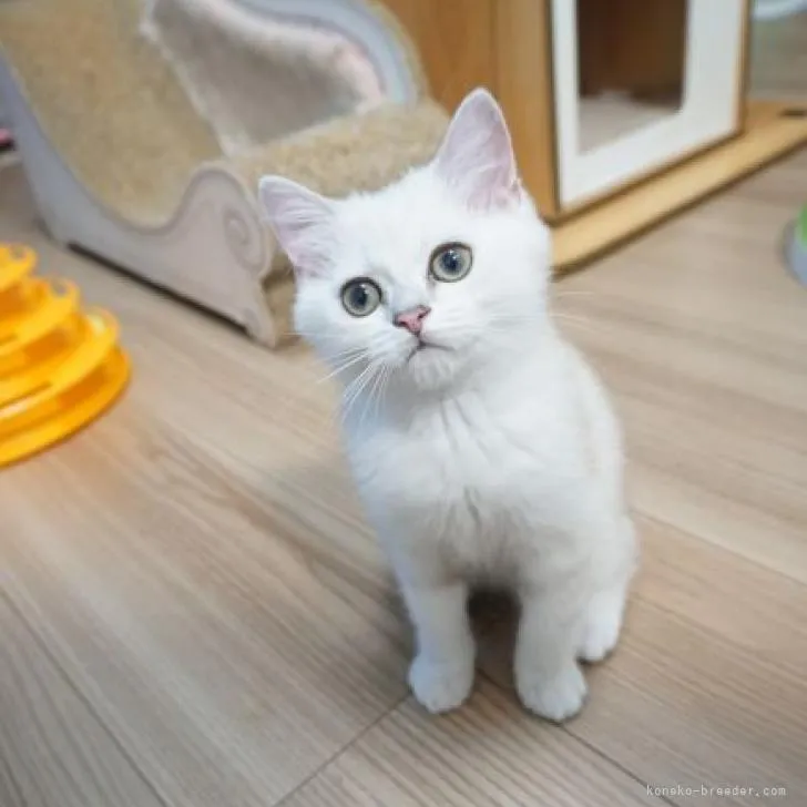 ID:2208-02829の子猫