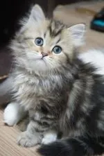 ミヌエット【熊本県・女の子・2022年1月9日・ブラウンタビー】の写真2