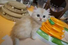 マンチカン(長足)【熊本県・男の子・2021年8月8日・クリームタビー】の写真3