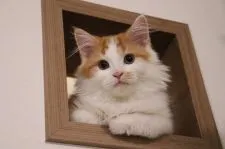 マンチカン(長足)【熊本県・男の子・2019年3月15日・レッドタビー&ホワイト】の写真3