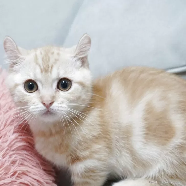 マンチカン(短足)【熊本県・男の子・2025年8月26日・レッドタビー】の写真1