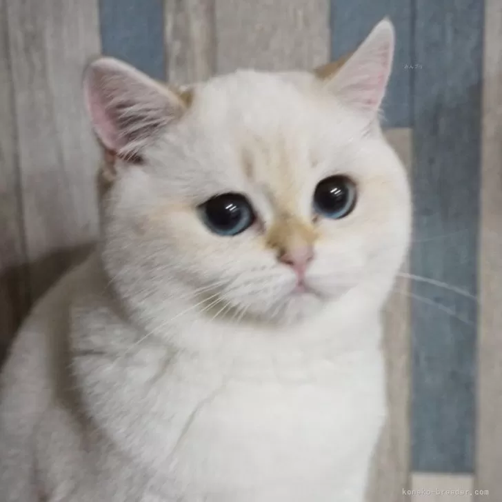 きなこん 様のお迎えした子猫
