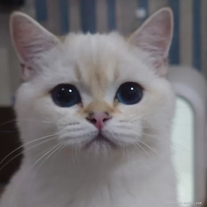 ID：2410-02888の子猫