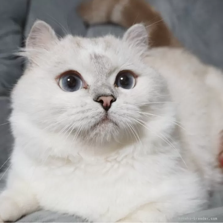 ID：2412-02181の子猫