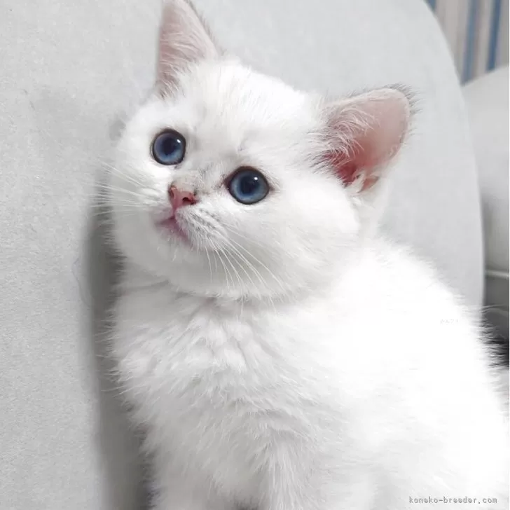 ブリティッシュショートヘア【熊本県・女の子・2025年8月31日・ゴールデンポイント】の写真1