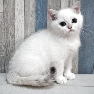 ブリティッシュショートヘア【熊本県・男の子・2025年8月31日・ゴールデンポイント（ショートヘアー）】の写真「両親外産です✨️綺麗なお顔のお坊ちゃん🐾」