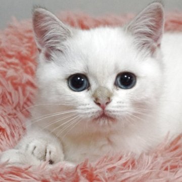 ブリティッシュショートヘア【熊本県・女の子・2025年8月31日・ゴールデンポイント（ショートヘアー）】の写真「両親外産です✨️元気なお嬢ちゃん🐾」