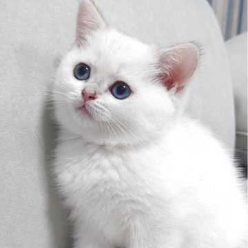 ブリティッシュショートヘア【熊本県・女の子・2025年8月31日・ゴールデンポイント（ショートヘアー）】の写真「両親外産です✨️マイペースなお嬢ちゃん🥰」