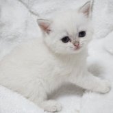 ブリティッシュショートヘア