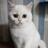 ブリティッシュショートヘア