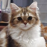ミヌエット(長足)